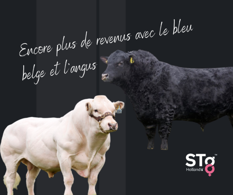 Encore plus de revenus avec le bleu belge et l’angus