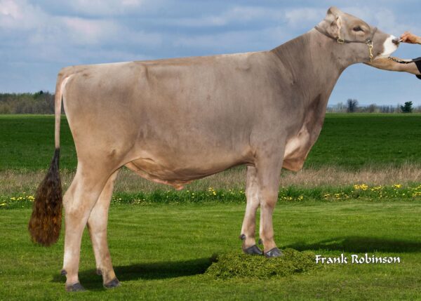 Zijaanzicht van de Brown Swiss stier Dairystar