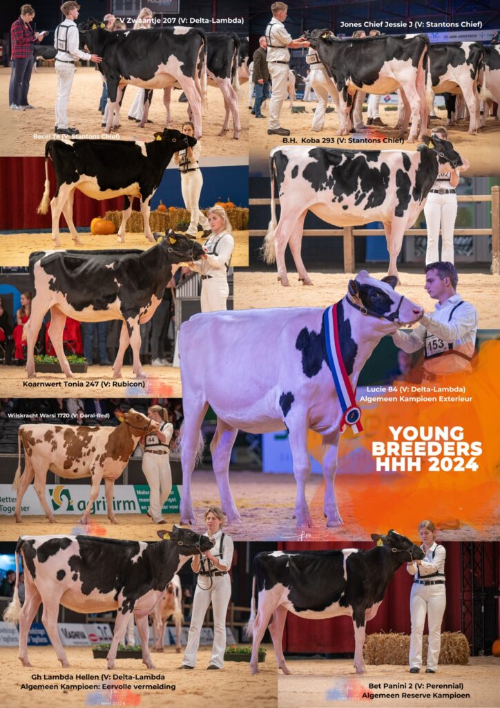 Roodbont & zwartbont young breeders HHH show 2024