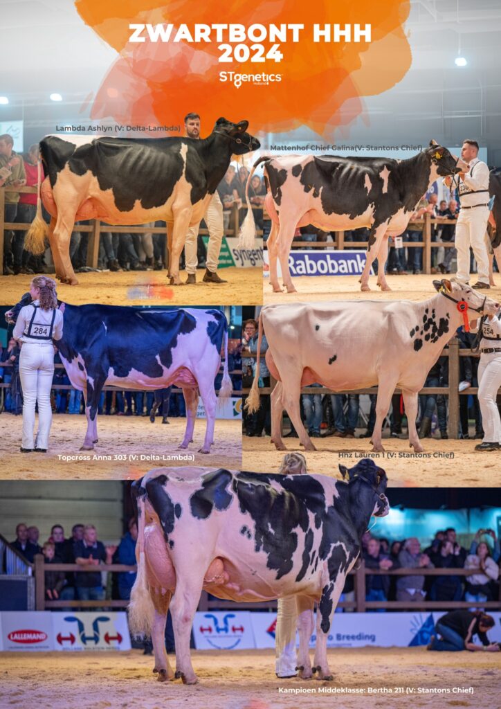 Zwartbont koeien HHH show 2024