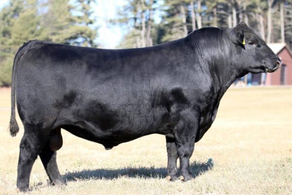 Black Onyx 780976 stier