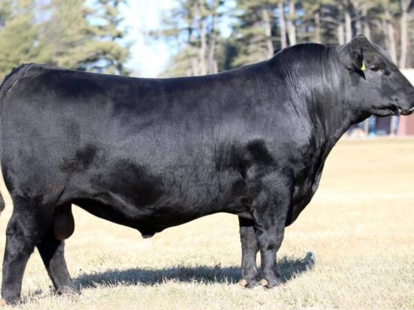 Angus