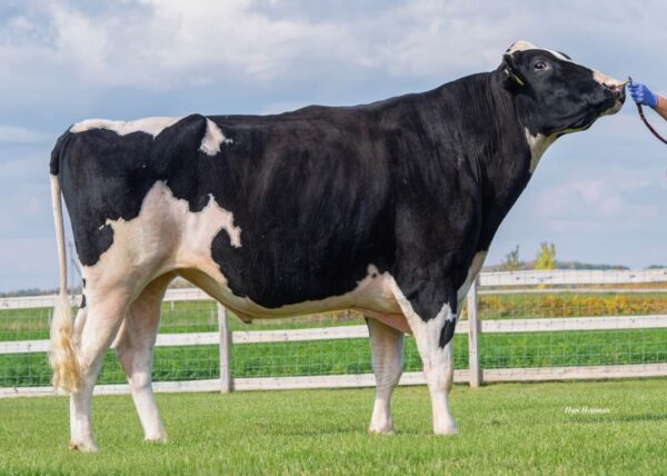 Genosource Captain 782528 stier