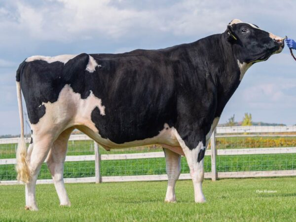 Genosource Captain 782528 stier