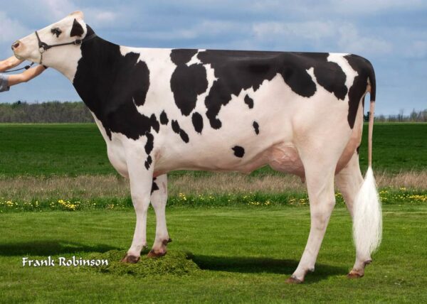 Zijaanzicht van dochter Genosource Rogue 80160-ET van de zwartbonte holstein frysian stier Hurtgenlea Richard Charl