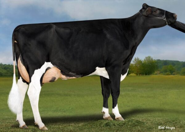 Zijaanzicht van dochter San-Dan Charl 646-ET VG-87 van de zwartbonte holstein frysian stier Hurtgenlea Richard Charl