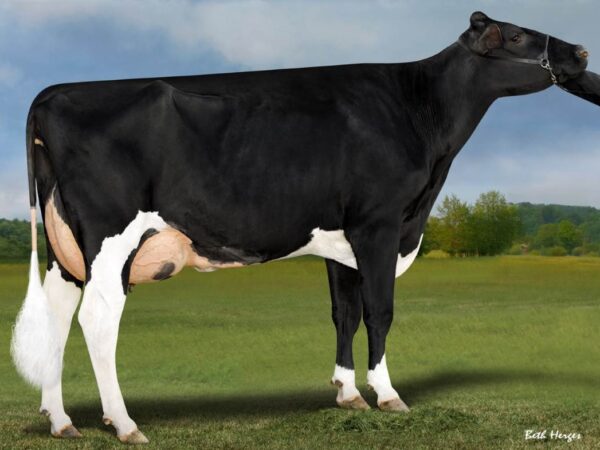 Zijaanzicht van dochter San-Dan Charl 646-ET VG-87 van de zwartbonte holstein frysian stier Hurtgenlea Richard Charl