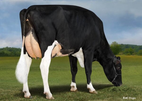 Graasfoto van dochter San-Dan Charl 646-ET VG-87 van de zwartbonte holstein frysian stier Hurtgenlea Richard Charl