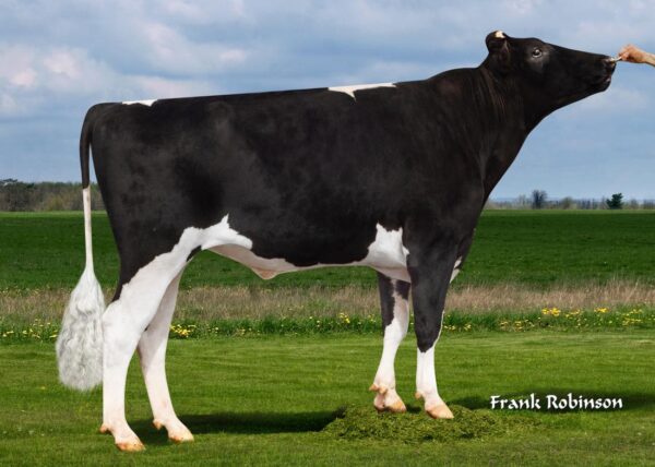 Zijaanzicht van de zwartbonte holstein frysian stier Hurtgenlea Richard Charl