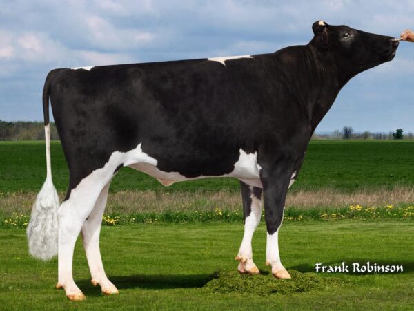 Zijaanzicht van de zwartbonte holstein frysian stier Hurtgenlea Richard Charl