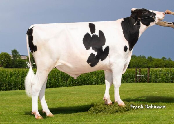 Zijaanzicht van de zwartbonte holstein frysian stier C-Haven Positive Deluxe