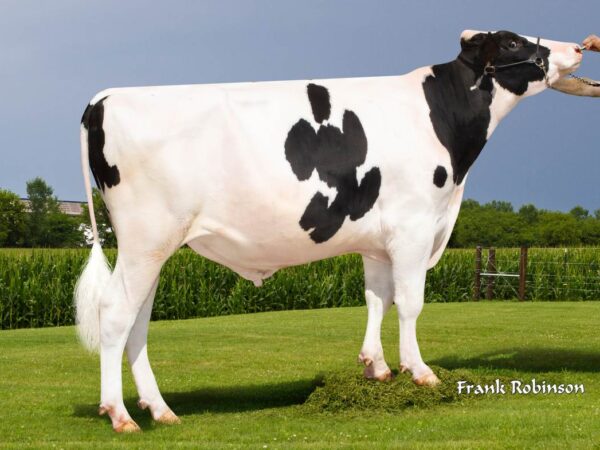 Zijaanzicht van de zwartbonte holstein frysian stier C-Haven Positive Deluxe