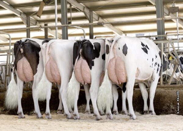 Doral-Red 782970 dochters at Alfra Farm, Ossago Lodigiano, Italy