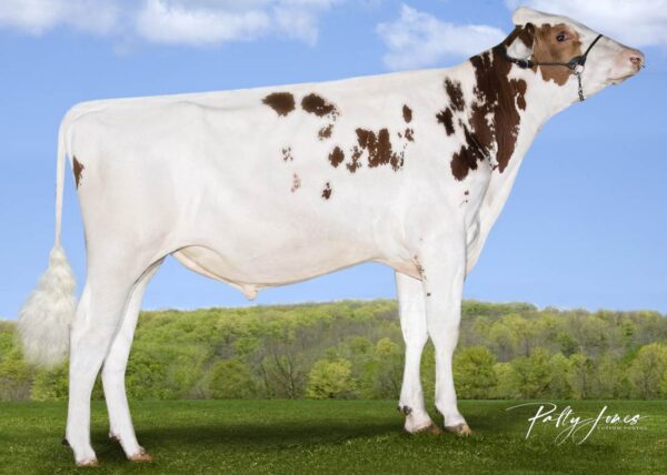 Doral-Red 782970 stier