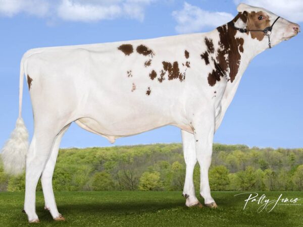 Holstein roodbont