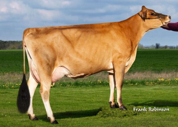 Gallantry 782585 Dam Jx Pine-TRee Avon Aleve {3}-ET