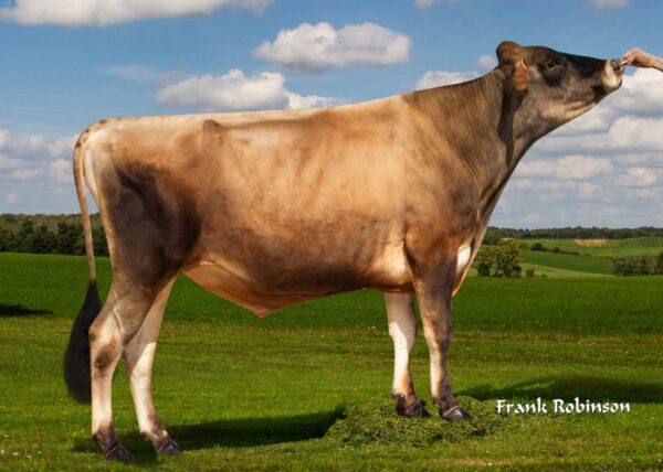 Gallantry 782585 stier Jersey