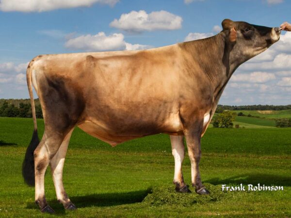 Gallantry 782585 stier Jersey