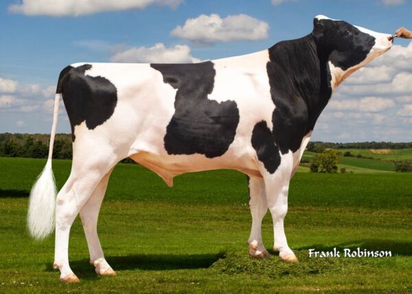 Miami 782497 stier