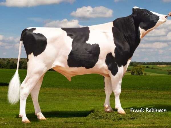 Miami 782497 stier