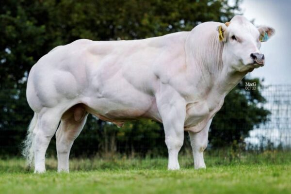 Odds On 784420 stier