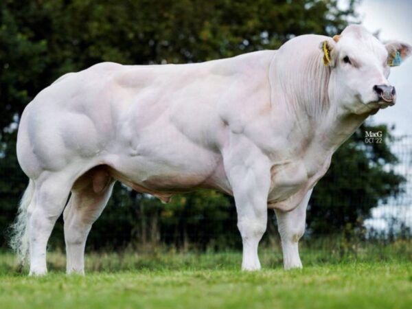 Odds On 784420 stier
