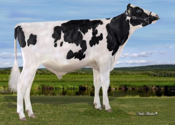 Stantons Prioritize PP 785708 stier