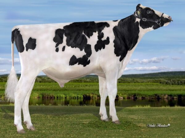 Stantons Prioritize PP 785708 stier