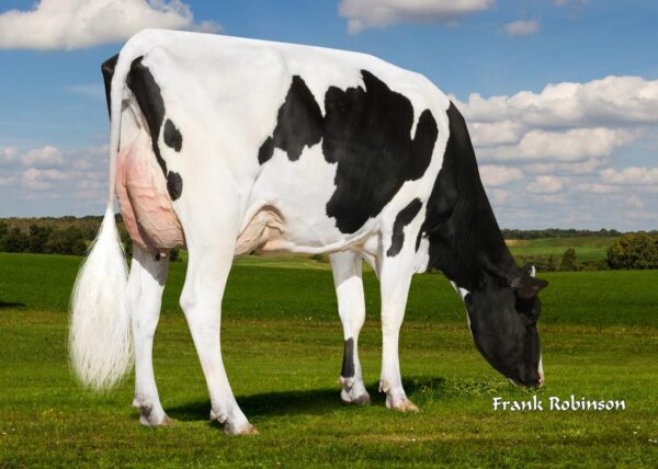 Dochter ETG Etty Ruby van de zwartbonte holstein friesian stier Rubicon met ki-code 768096