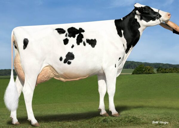 Dochter Eternity van de zwartbonte holstein friesian stier Rubicon met ki-code 768096