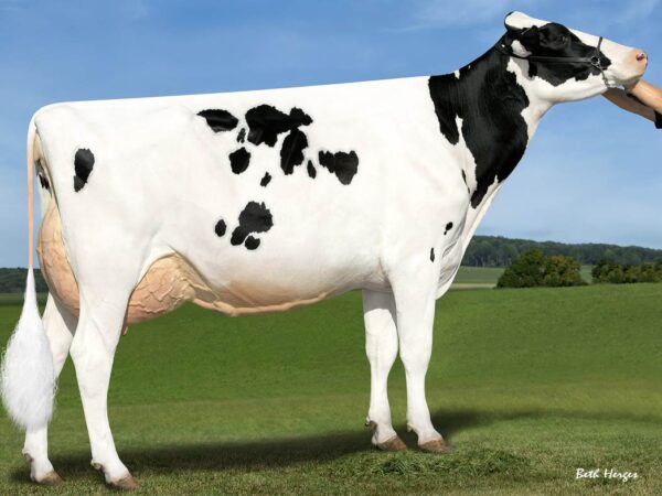 Dochter Eternity van de zwartbonte holstein friesian stier Rubicon met ki-code 768096