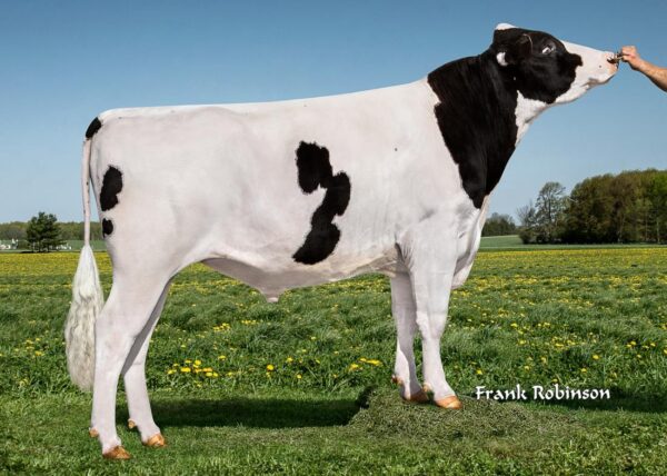 De zwartbonte holstein friesian stier Rubicon met ki-code 768096