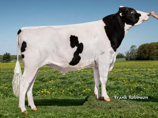 De zwartbonte holstein friesian stier Rubicon met ki-code 768096