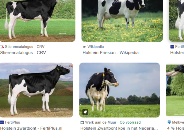 Holstein zwartbont