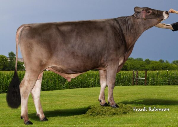Secret Weapon 782583 Brown Swiss stier