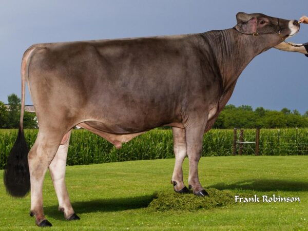 Secret Weapon 782583 Brown Swiss stier