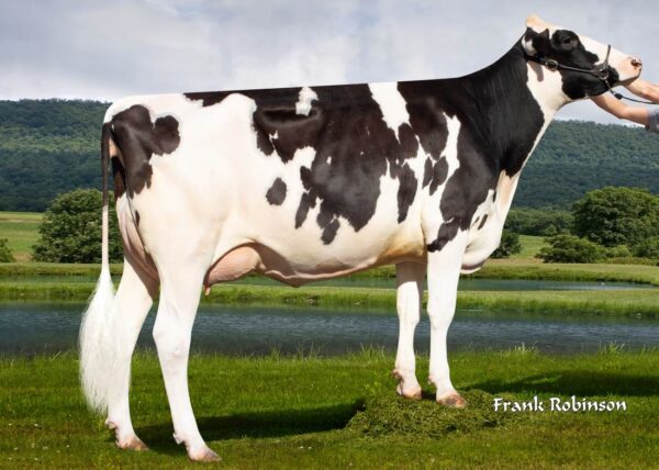 Zijaanzicht van DAM Siemers Fab Calia 29830-ET van zwartbonte holstein frysian stier Dubai On-Duty