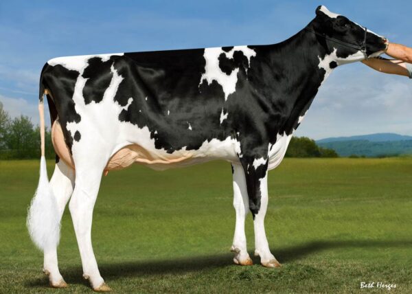 Zijaanzicht van dochter Ipa Ok Fine 13712 van zwartbonte holstein frysian stier Dubai On-Duty