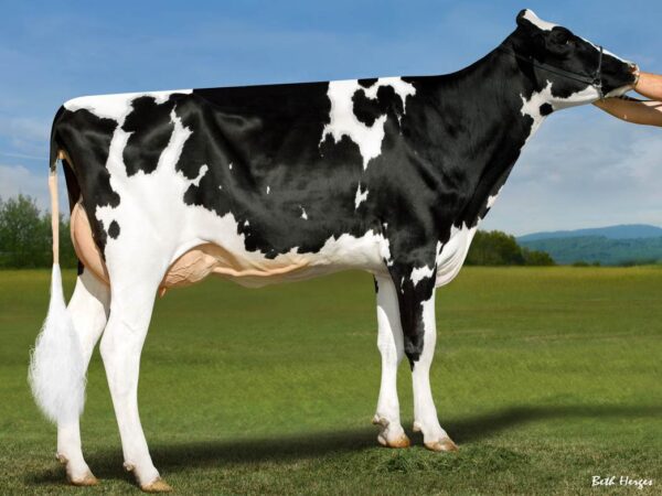 Zijaanzicht van dochter Ipa Ok Fine 13712 van zwartbonte holstein frysian stier Dubai On-Duty