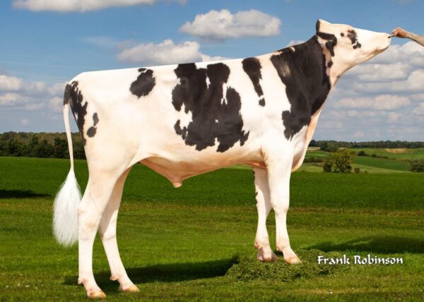 Zijaanzicht van de zwartbonte holstein frysian stier Dubai On-Duty