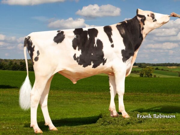 Zijaanzicht van de zwartbonte holstein frysian stier Dubai On-Duty