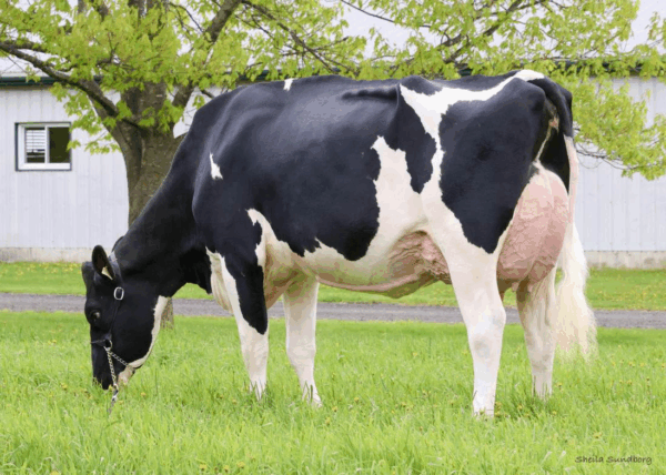 Graasfoto van de moeder van de zwartbonte holstein frysian stier Ambition*RC