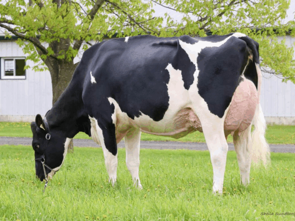 Graasfoto van de moeder van de zwartbonte holstein frysian stier Ambition*RC