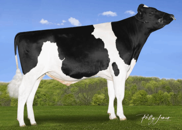 Zijaanzicht van de zwartbonte holstein frysian stier Ambition*RC