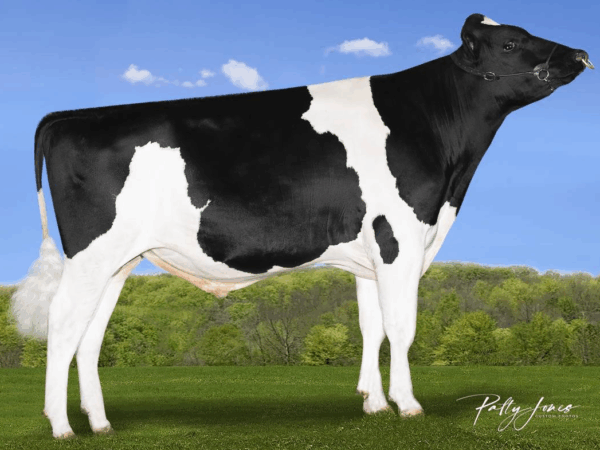 Zijaanzicht van de zwartbonte holstein frysian stier Ambition*RC