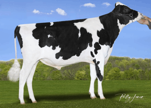 Zijaanzicht van de zwartbonte holstein frysian stier Asher