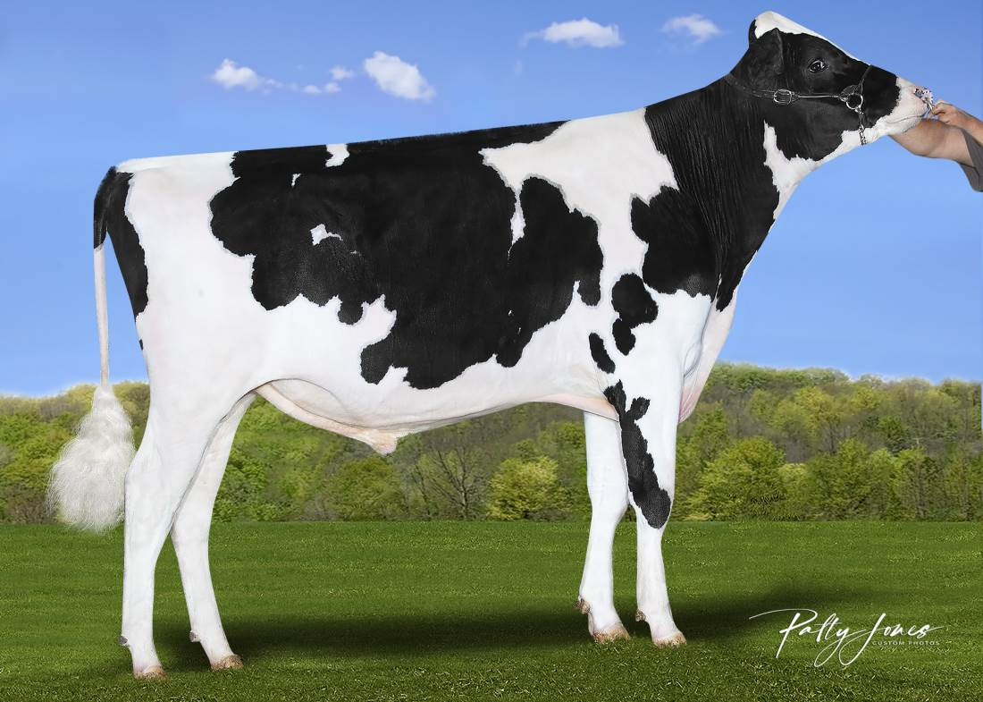 Zijaanzicht van de zwartbonte holstein frysian stier Asher