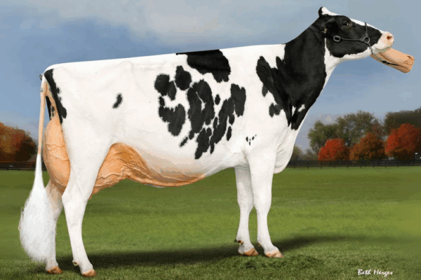 FARNEAR Audacious - Red - Afbeelding 2