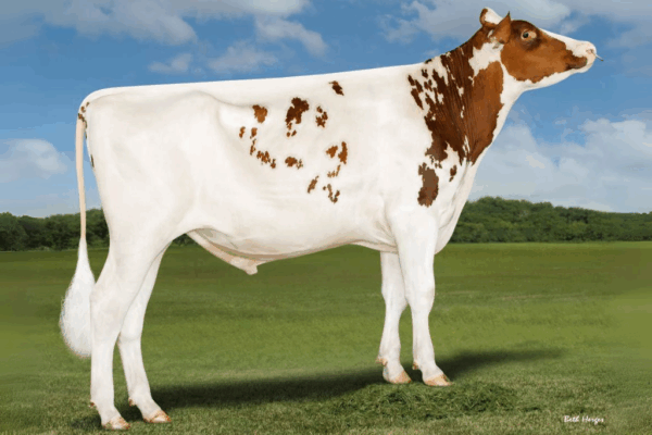 Zijaanzicht van de roodbonte holstein frysian stier Audacious-Red