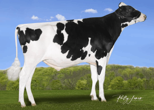 Zijaanzicht van de zwartbonte holstein frysian stier Bigwig